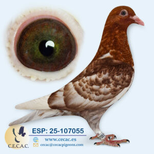 ESP: 2025-107055-H♀  MEULEMANS