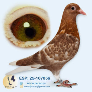 ESP: 2025-107056-H♀  MEULEMANS