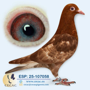 ESP: 2025-107058-M♂  MEULEMANS