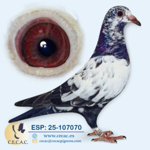 ESP: 2025-107070-H♀  SCHEREN&VANGRAMB.