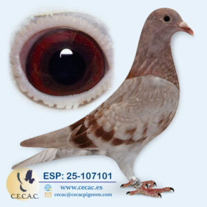 ESP: 2025-107101-H♀  DIRK VAN DEN BULCK