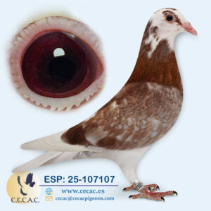 ESP: 2025-107107-M♂  DIRK VAN DEN BULCK