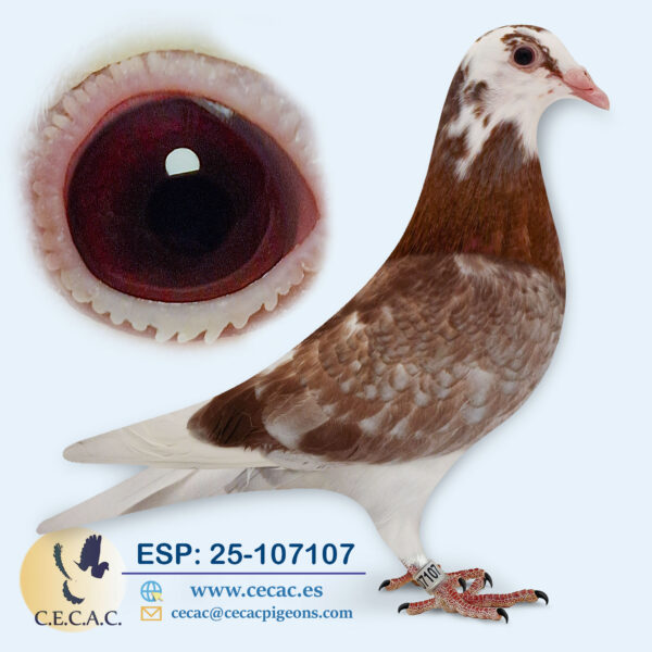 ESP: 2025-107107-M♂  DIRK VAN DEN BULCK