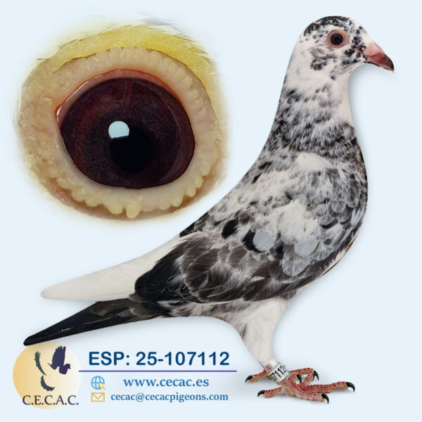 ESP: 2025-107112-M♂  SCHEREN&VANGRAMB./TONECAS