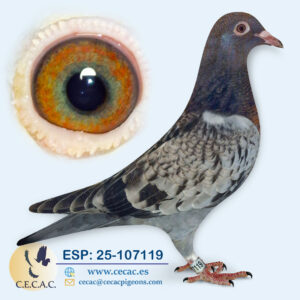 ESP: 2025-107119-H♀  MEULEMANS