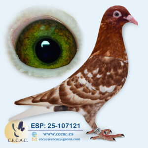 ESP: 2025-107121-H♀  MEULEMANS