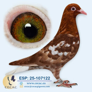 ESP: 2025-107122-H♀  MEULEMANS