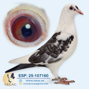 ESP: 2025-107160-H♀  ARDEN/COLOUR RACING