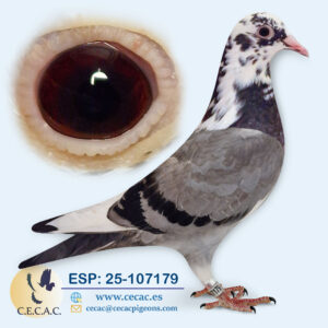 ESP: 2025-107179-H♀  PIPA ELITE CENTER