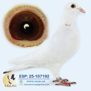 ESP: 2025-107192-H♀  PIET LAZEROMS/MICHAEL BUYCK