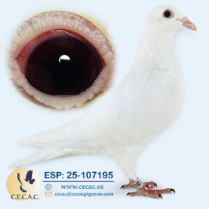 ESP: 2025-107195-H♀  DELBAR