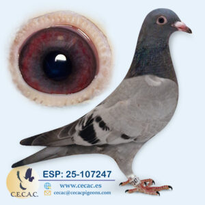 ESP: 2025-107247-M♂  GABY VANDENABEELE/ROODHOOF