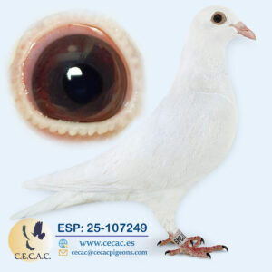 ESP: 2025-107249-H♀  JAN AARDEN