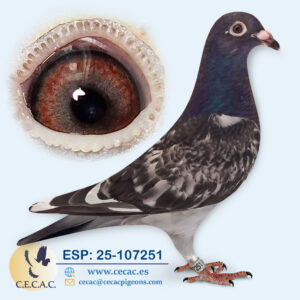 ESP: 2024-107251-H♀  STASSART