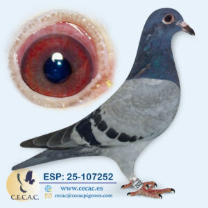 ESP: 2025-107252-M♂  KOOPMAN
