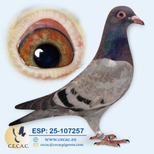 ESP: 2025-107257-M♂  DERBY