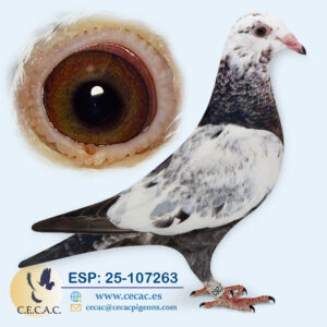 ESP: 2025-107263-M♂  SCHEREN&VANGRAMB.