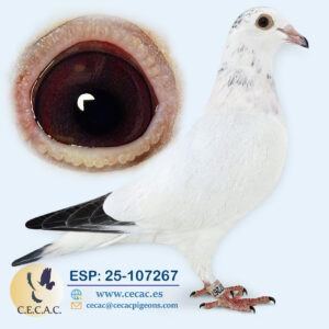 ESP: 2025-107267-H♀  JOS THONE