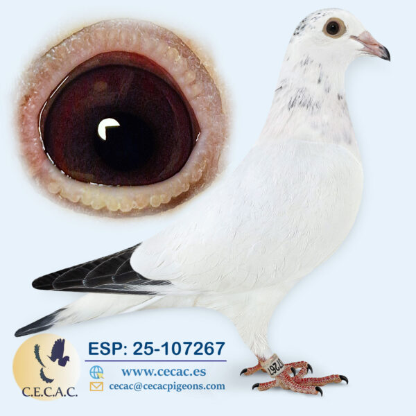 ESP: 2025-107267-H♀  JOS THONE