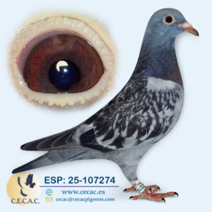 ESP: 2025-107274-H♀  STILCHERBAUT/BASTERRA