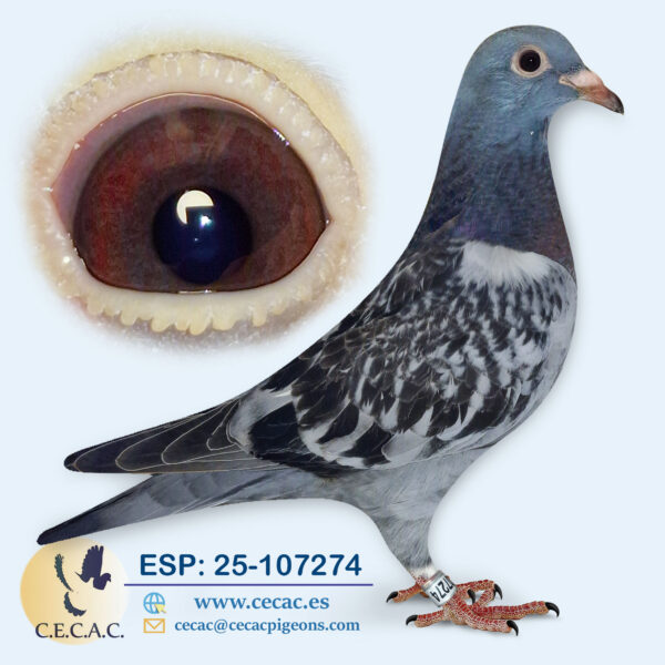 ESP: 2025-107274-H♀  STILCHERBAUT/BASTERRA