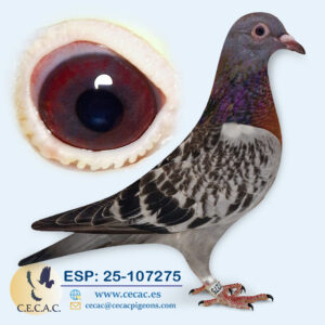 ESP: 2025-107275-H♀  STICHELBAUT/OVERWATER