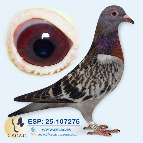 ESP: 2025-107275-H♀  STICHELBAUT/OVERWATER