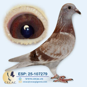 ESP: 2025-107279-M♂  MARTENS TONY/BATENBURG