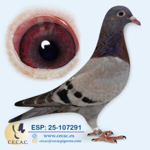 ESP: 2025-107291-M♂  HERBOTS/ WILLEM DE BRUIJN
