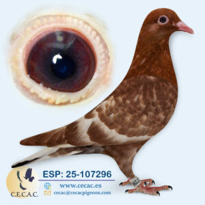 ESP: 2025-107296-H♀  MEULEMANS