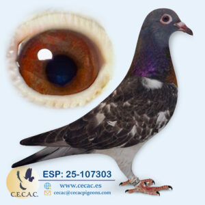 ESP: 2025-107303-H♀  STASSART