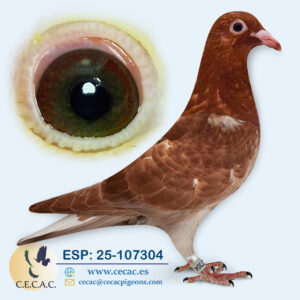 ESP: 2025-107304-H♀  MEULEMANS