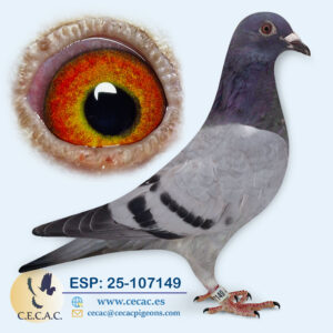 ESP: 2025-107149-M♂  JELLE JELLEMA