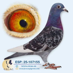 ESP: 2025-107155-H♀   JAN AARDEN