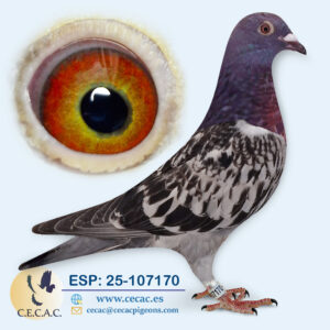 ESP: 2025-107170-H♀  JAN AARDEN/STICHELBAUT