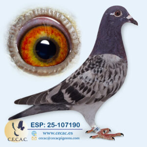 ESP: 2025-107190-H♀  BATENBURG