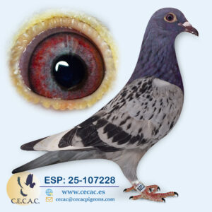 ESP: 2025-107228-H♀  BATENBURG/JELLEMA