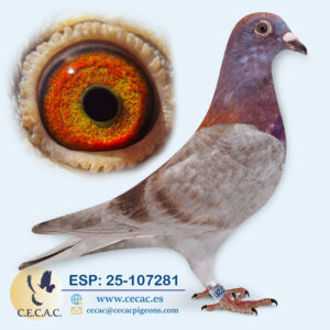 ESP: 2025-107281-H♀   JELLE JELLEMA