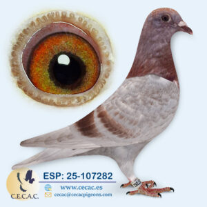 ESP: 2025-107282-H♀  JELLE JELLEMA
