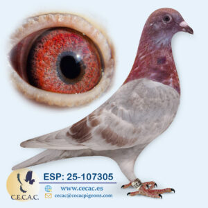 ESP: 2025-107305-M♂  DIRK VAN DEN BULCK