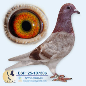 ESP: 2025-107306-H♀   DIRK VAN DEN BULCK