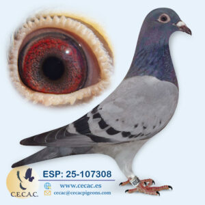 ESP: 2025-107308-M♂   DIRK VAN DEN BULCK