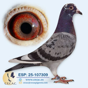 ESP: 2025-107309-H♀  DIRK VAN DEN BULCK
