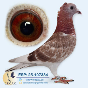 ESP: 2025-107334-H♀    JAN AARDEN