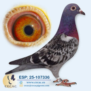 ESP: 2025-107336-H♀  GRAN FONDO/ STICHELBAUT