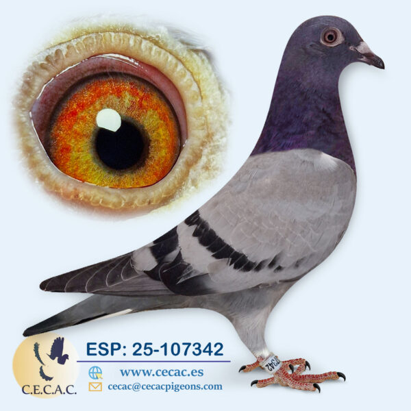 ESP: 2025-107342-H♀  JELLEMA/BATENBURG