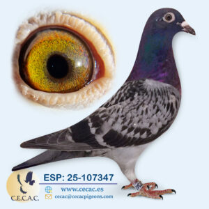 ESP: 2025-107347-M♂   JAN ARDEN/HANSENNE