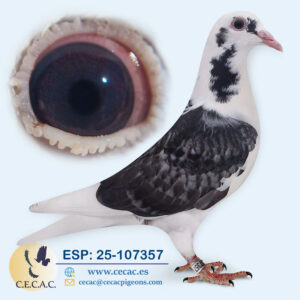 ESP: 2025-107357-H♀   BART GEERINNCKX