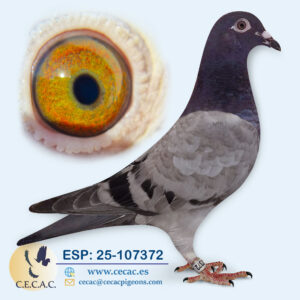 ESP: 2025-107372-M♂  HERBOTS/DIRK VAN DEN BULCK