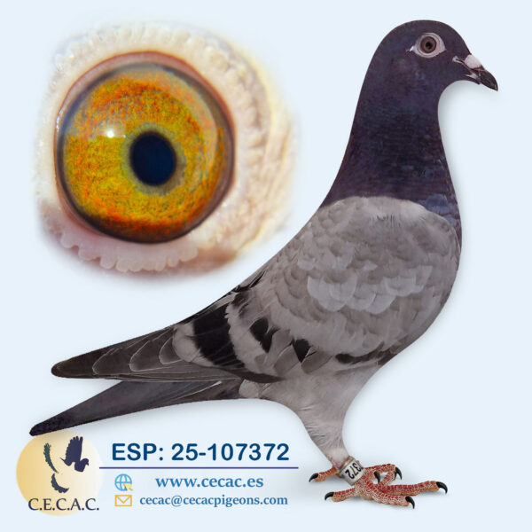 ESP: 2025-107372-M♂  HERBOTS/DIRK VAN DEN BULCK